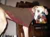 Three Legged Great Dane Nova