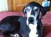 Tess