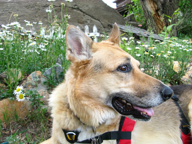 Bone Cancer Dog Outlives Vet Prognosis