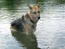 Waiting for the next stick to swim at Vickers Ranch Pond