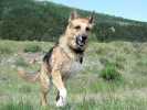 Running on three legs to the Vickers Ranch Pond