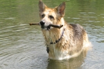 Posing with a stick at Vickers Ranch Pond