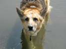 Waiting for the next stick to swim at Vickers Ranch Pond