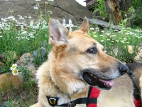 Jerry in the flower garden at Vickers Ranch