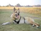 Good dog in the Badlands of South Dakota