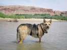 Playing in the San Juan river near Bluff, Utah