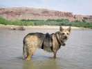Playing in the San Juan river near Bluff, Utah