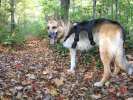 Jerry hikes the Appalachian Trail in Vermont