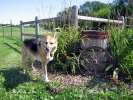 Posing as a farm dog at Schwabenlander Ranch