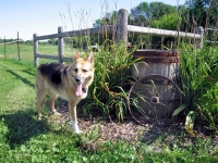 Posing as a farm dog at Schwabenlander Ranch