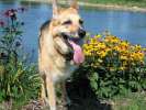 Posing as a farm dog at Schwabenlander Pond