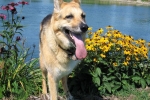 Posing as a farm dog at Schwabenlander Pond