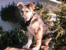 Puppy Jerry on His Stump