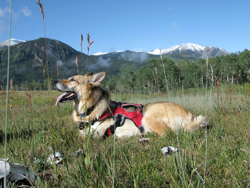 tripawds founder and cfo jerry