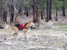 Boondocking in the Carson National Forest, and loving it!