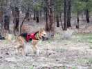 Boondocking in the Carson National Forest, and loving it!