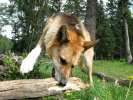 Attacking the log with one good paw.