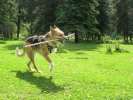 Running through the Vickers Horse Pasture on three legs