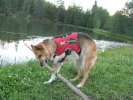 Jerry Plays while camping at Gold Hill Lake on Vickers Ranch