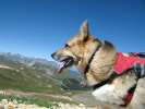 Jerry summits Engineer Pass in Colorado