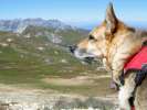 Jerry looks out at the Engineer Pass view