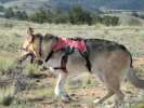 Jerry runs wild near Jefferson Colorado