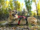 Fall colors in Grand Teton National Forest Gros Ventre Campground