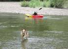 Swimming in the Russian river with the Shapiros