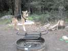 Playing in the woodpile at Seedhouse campground near Steamboat Springs, CO