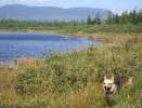 Tracking moose near Mt. Katahdin, Maine