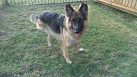 German Shepherd amputee