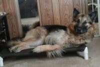 Tripawd Rescue Max