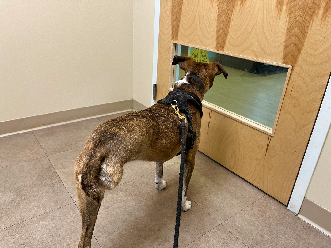 Tripawd Juno waits for Yale Vaccine Cancer Treatment for Dogs