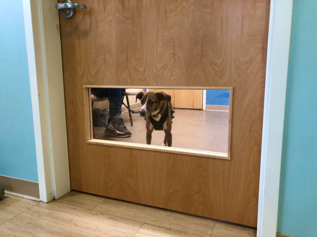 Tripawd Juno waits for Yale Dog Cancer Vaccine