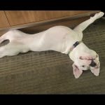 Phoebe Tripawd Pittie