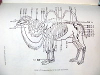 Ancient Chinese Camel Accupunture Point Chart