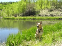 Fun Swimming in the Mountain Lakes of Vickers Ranch