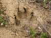 Lone Pawprint of Spirit Jerry in mud at Black Mesa