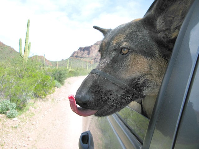 Wyatt enjoys Organ Pipe Cactus National Monument Driving Tour
