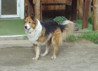 Tucker the Tripawd