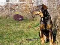 Fututre Amputee Gerry Dog