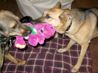 Codie Rae and Smokey pull apart puppet Barney