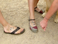 Tripawds Members Three Legged Dog Tattoos