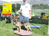 Wyatt demos Buja Board at Doggie Olympics