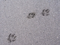 Wyatt's Three Legged Dog Paw Prints on the Beach