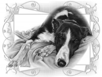 unknown dog illustration