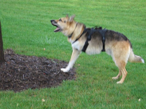 Jerry barks a a tree in September, 2007