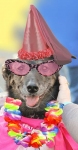 spirit tripawd warrior princess rio