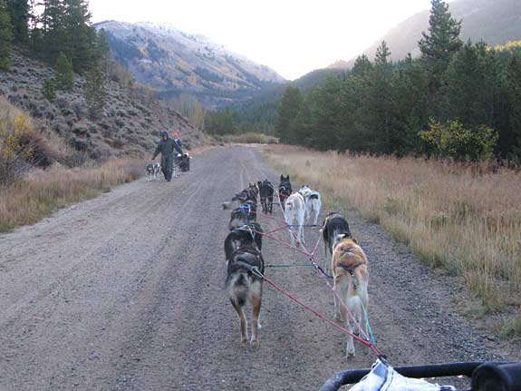 sled dog, musher, german shepherd