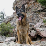 Tripawds GSD Wyatt at Crystal Lake, CO